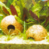 Decor JBL Cocos Cava 1-1 M